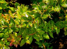 Dřišťál bradavičnatý - Berberis verruculosa