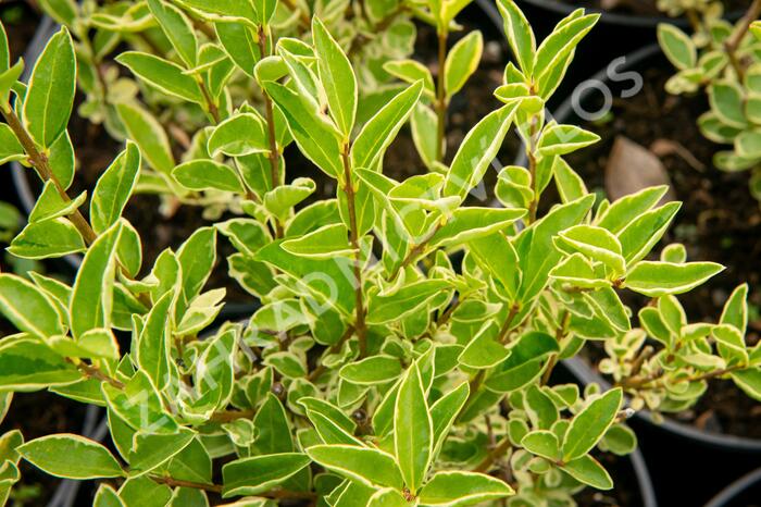 Ptačí zob vejčitolistý 'Argenteum' - Ligustrum ovalifolium 'Argenteum'