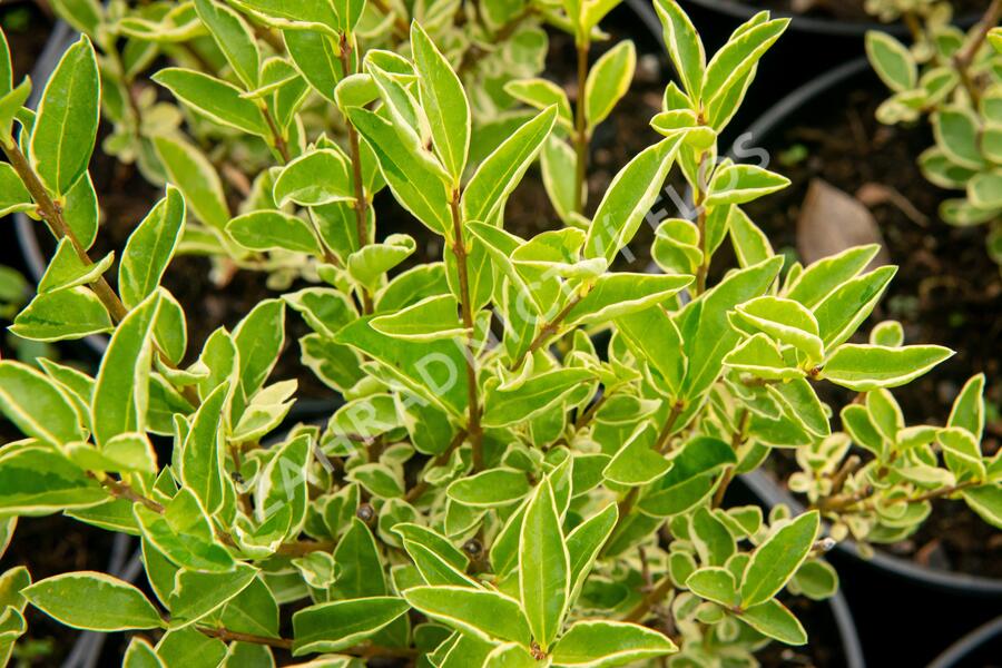 Ptačí zob vejčitolistý 'Argenteum' - Ligustrum ovalifolium 'Argenteum'