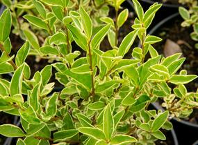 Ptačí zob vejčitolistý 'Argenteum' - Ligustrum ovalifolium 'Argenteum'