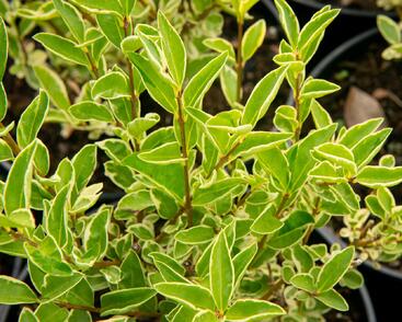 Ptačí zob vejčitolistý 'Argenteum'