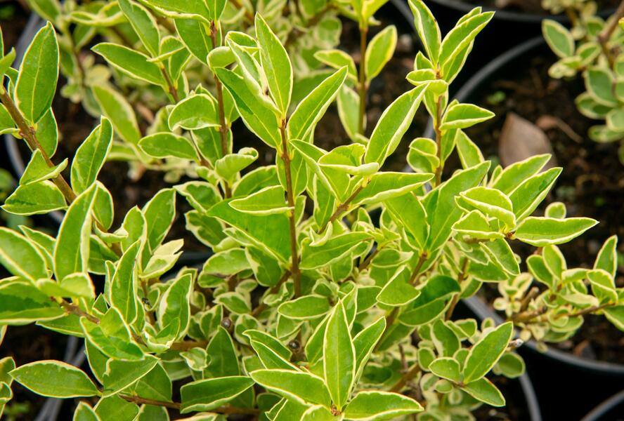 Ptačí zob vejčitolistý 'Argenteum' - Ligustrum ovalifolium 'Argenteum'