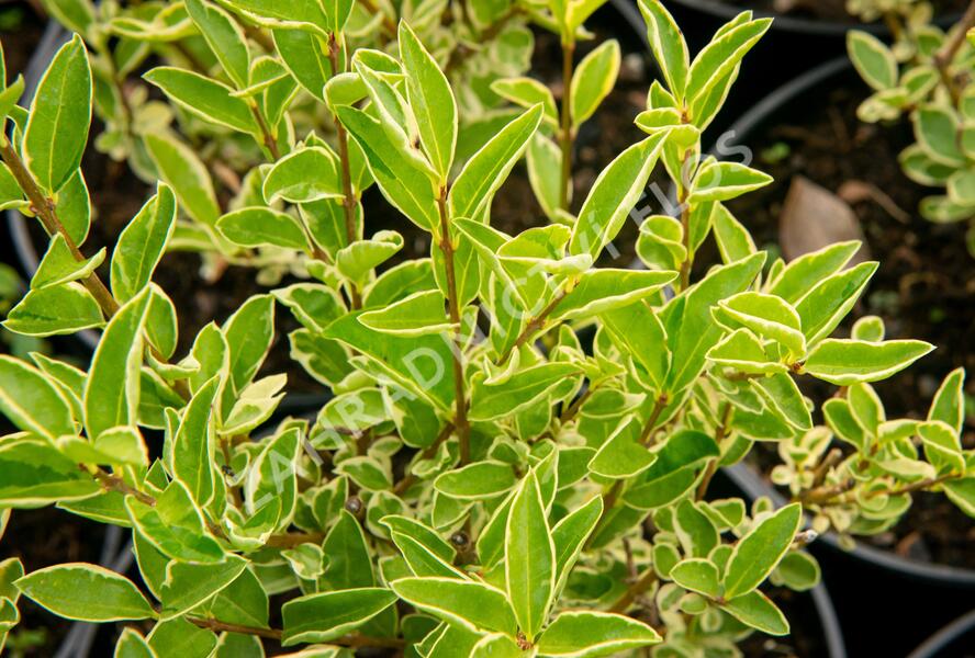 Ptačí zob vejčitolistý 'Argenteum' - Ligustrum ovalifolium 'Argenteum'