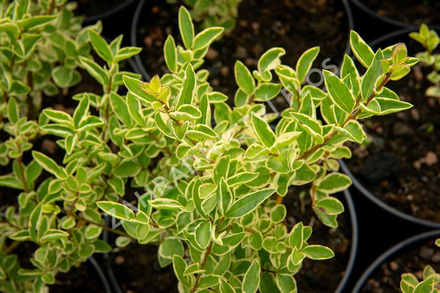 Ptačí zob vejčitolistý 'Argenteum' - Ligustrum ovalifolium 'Argenteum'
