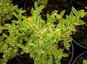 Ptačí zob vejčitolistý 'Argenteum' - Ligustrum ovalifolium 'Argenteum'