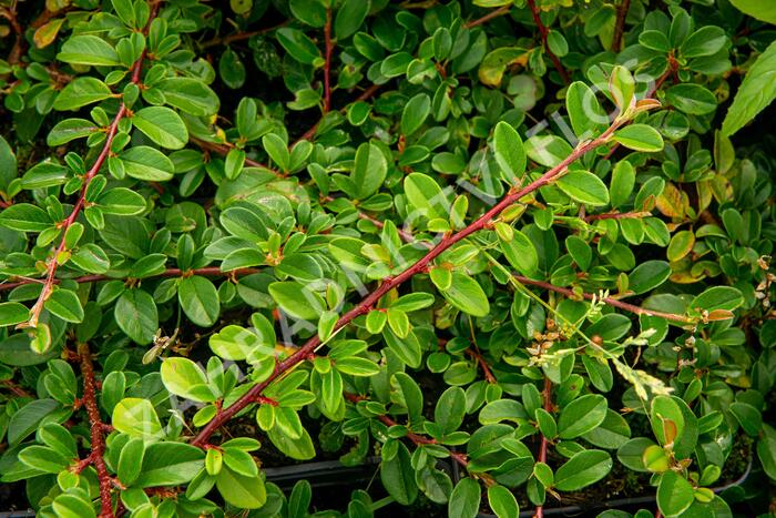 Skalník Dammerův 'Mooncreeper' - Cotoneaster dammeri 'Mooncreeper'