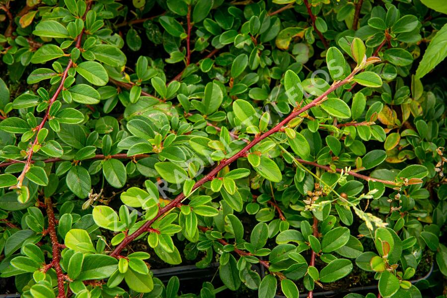 Skalník Dammerův 'Mooncreeper' - Cotoneaster dammeri 'Mooncreeper'