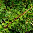 Skalník Dammerův 'Mooncreeper' - Cotoneaster dammeri 'Mooncreeper'