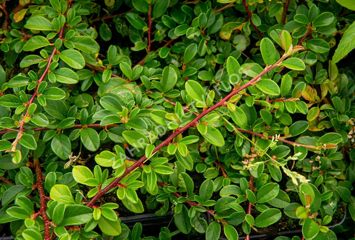 Skalník Dammerův 'Mooncreeper' - Cotoneaster dammeri 'Mooncreeper'