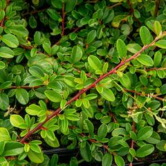 Skalník Dammerův 'Mooncreeper' - Cotoneaster dammeri 'Mooncreeper'