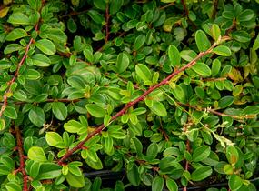 Skalník Dammerův 'Mooncreeper' - Cotoneaster dammeri 'Mooncreeper'
