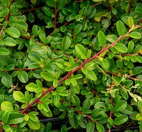 Skalník Dammerův 'Mooncreeper' - Cotoneaster dammeri 'Mooncreeper'