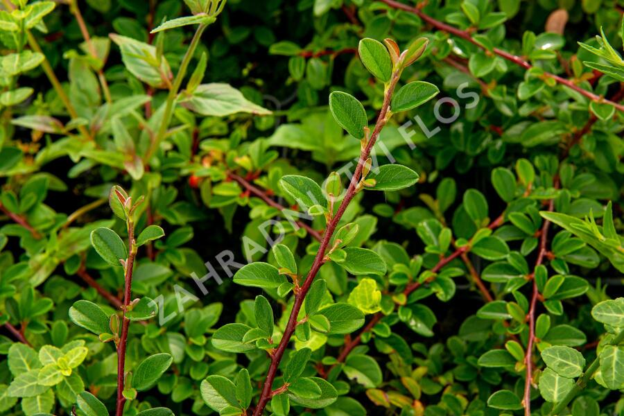 Skalník Dammerův 'Mooncreeper' - Cotoneaster dammeri 'Mooncreeper'