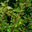 Skalník Dammerův 'Mooncreeper' - Cotoneaster dammeri 'Mooncreeper'