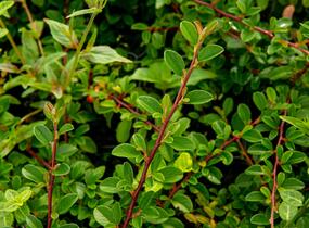 Skalník Dammerův 'Mooncreeper' - Cotoneaster dammeri 'Mooncreeper'