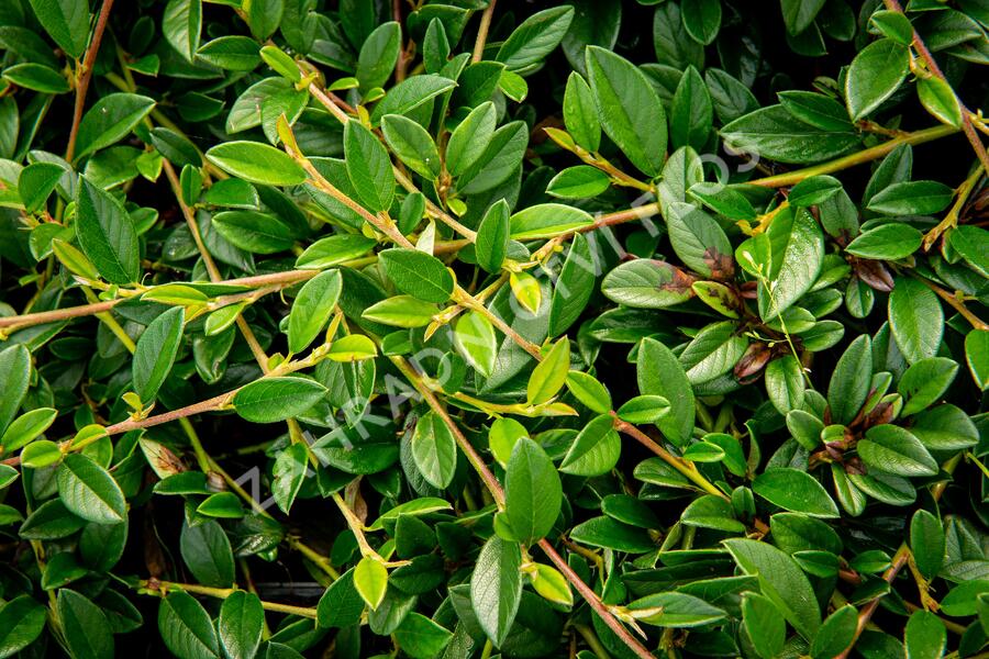 Skalník vrbolistý 'Sympathie' - Cotoneaster salicifolius 'Sympathie'
