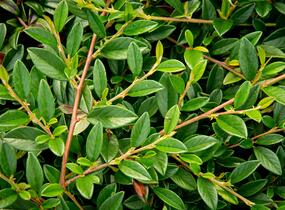 Skalník vrbolistý 'Sympathie' - Cotoneaster salicifolius 'Sympathie'