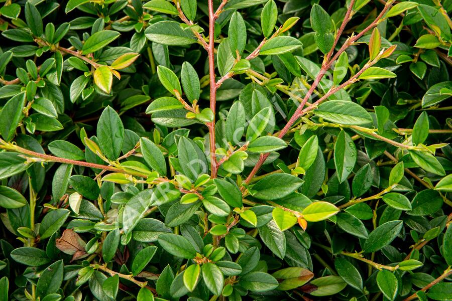 Skalník vrbolistý 'Sympathie' - Cotoneaster salicifolius 'Sympathie'