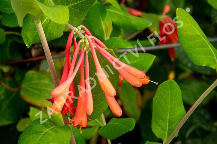 Zimolez brownův 'Fuchsioides' - Lonicera brownii 'Fuchsioides'