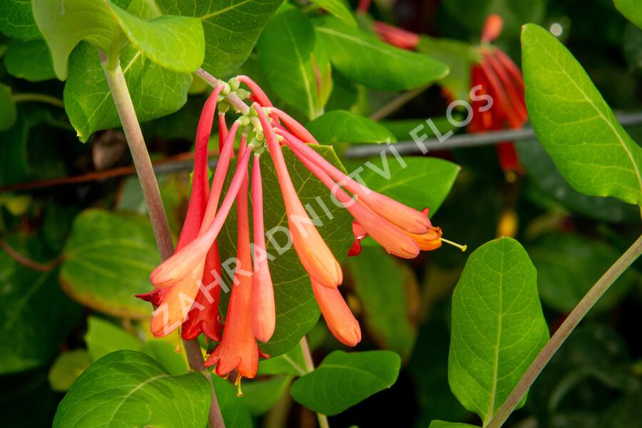 Zimolez brownův 'Fuchsioides' - Lonicera brownii 'Fuchsioides'
