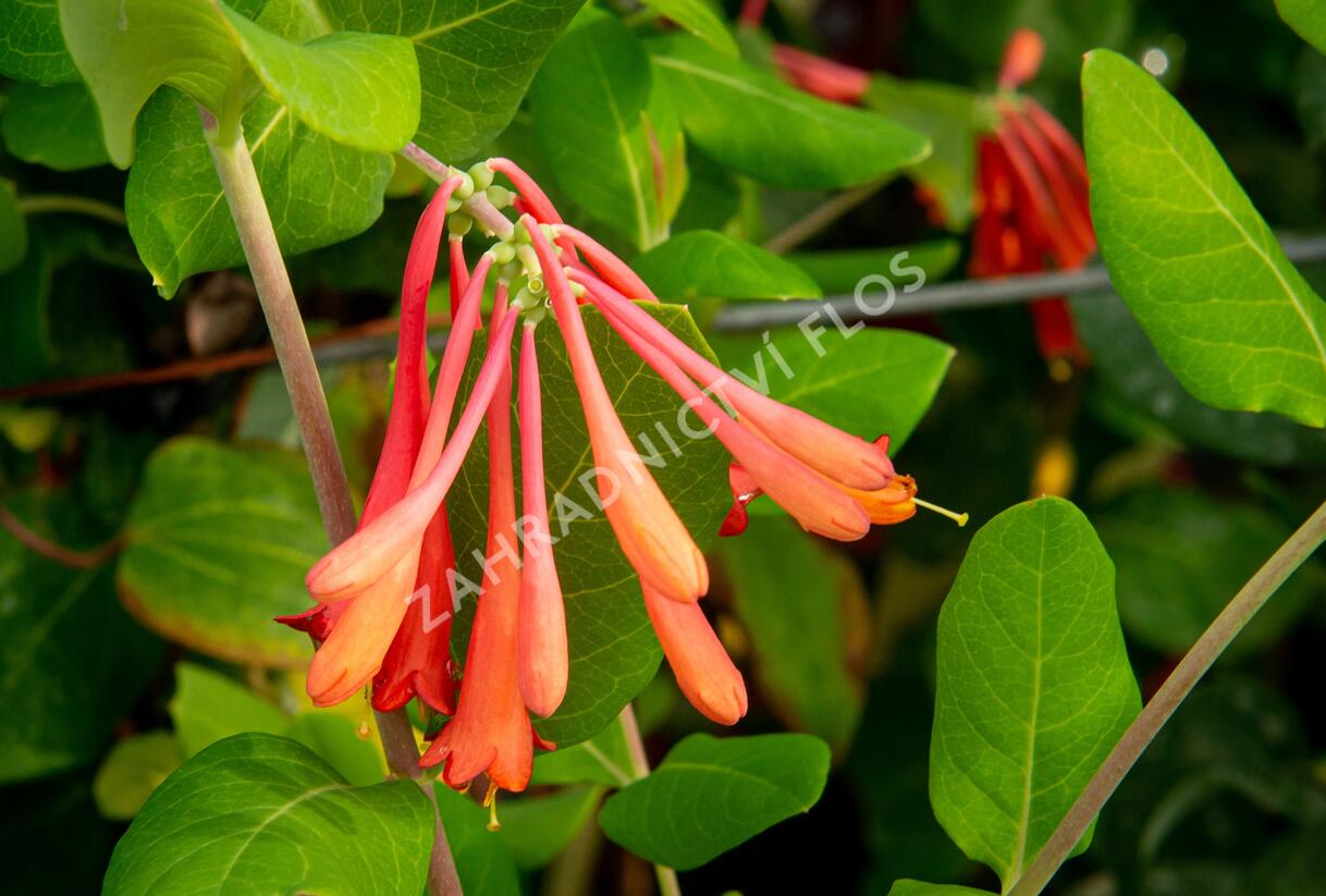 Zimolez brownův 'Fuchsioides' - Lonicera brownii 'Fuchsioides'