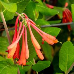 Zimolez brownův 'Fuchsioides' - Lonicera brownii 'Fuchsioides'