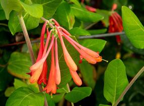 Zimolez brownův 'Fuchsioides' - Lonicera brownii 'Fuchsioides'