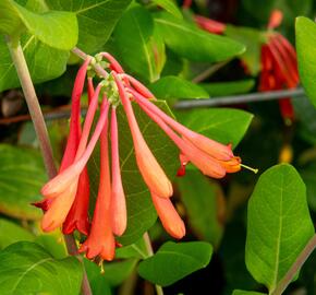 Zimolez brownův 'Fuchsioides' - Lonicera brownii 'Fuchsioides'