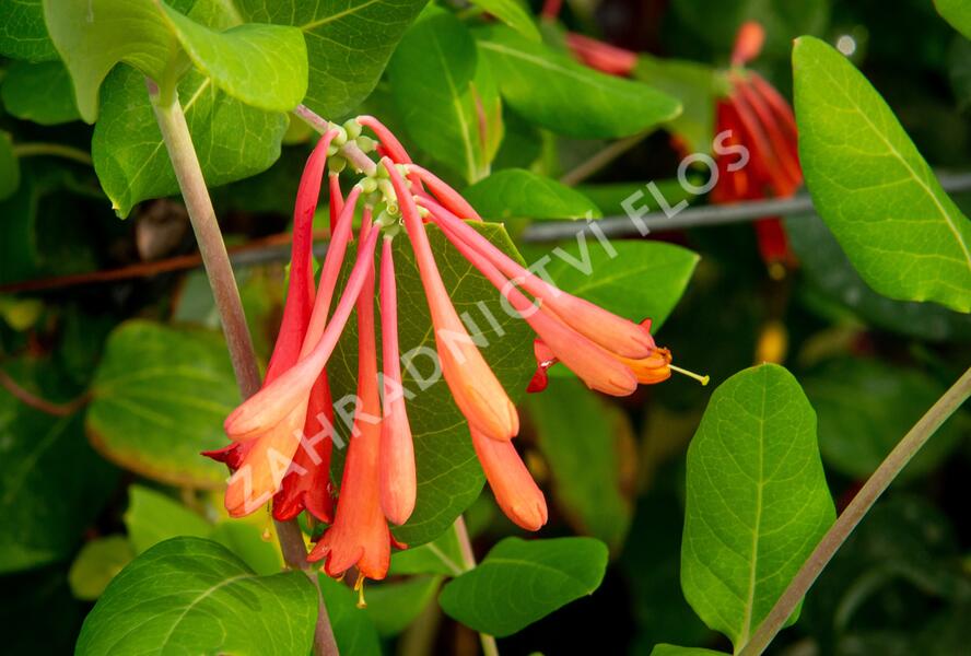 Zimolez brownův 'Fuchsioides' - Lonicera brownii 'Fuchsioides'