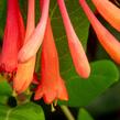 Zimolez brownův 'Fuchsioides' - Lonicera brownii 'Fuchsioides'