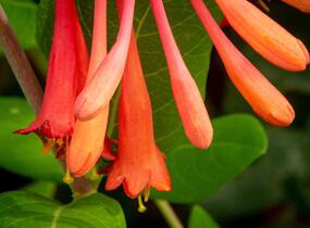 Zimolez brownův 'Fuchsioides' - Lonicera brownii 'Fuchsioides'