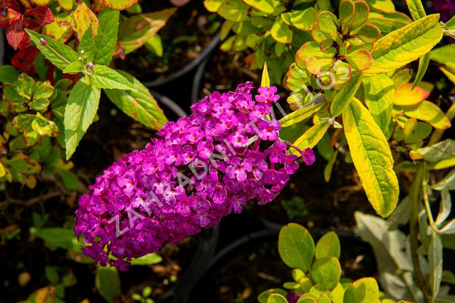 Motýlí keř, Komule Davidova 'Santana' - Buddleja davidii 'Santana'