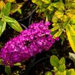 Motýlí keř, Komule Davidova 'Santana' - Buddleja davidii 'Santana'