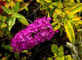 Motýlí keř, Komule Davidova 'Santana' - Buddleja davidii 'Santana'