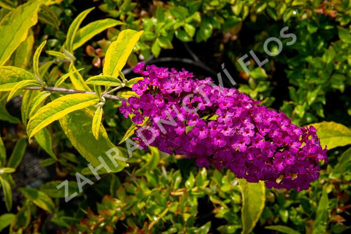 Motýlí keř, Komule Davidova 'Santana' - Buddleja davidii 'Santana'