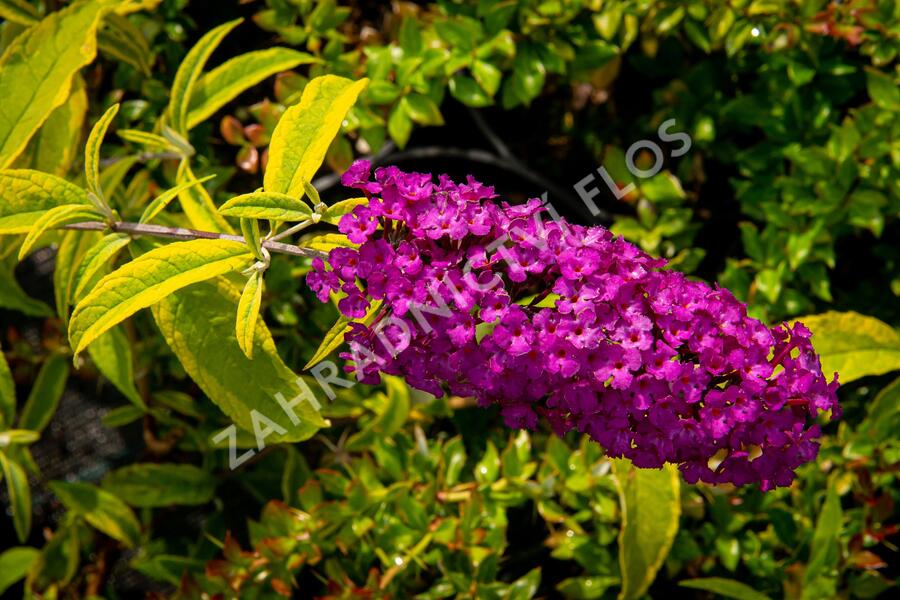 Motýlí keř, Komule Davidova 'Santana' - Buddleja davidii 'Santana'