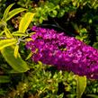 Motýlí keř, Komule Davidova 'Santana' - Buddleja davidii 'Santana'