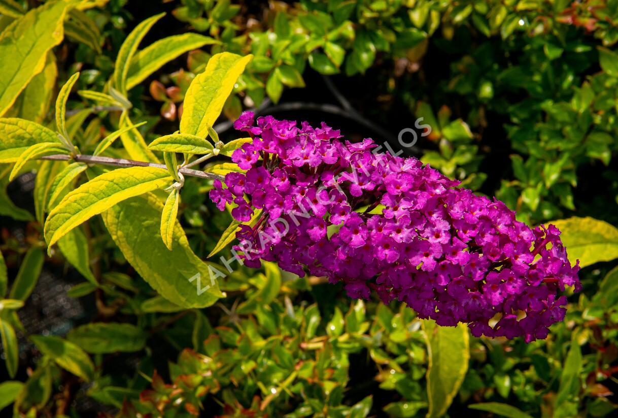 Motýlí keř, Komule Davidova 'Santana' - Buddleja davidii 'Santana'