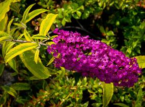 Motýlí keř, Komule Davidova 'Santana' - Buddleja davidii 'Santana'