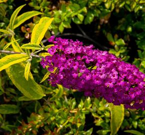 Motýlí keř, Komule Davidova 'Santana' - Buddleja davidii 'Santana'