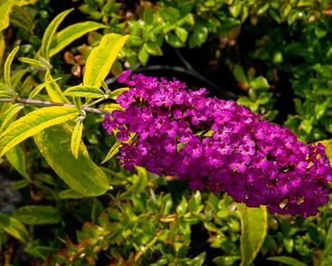 Motýlí keř, Komule Davidova 'Santana'