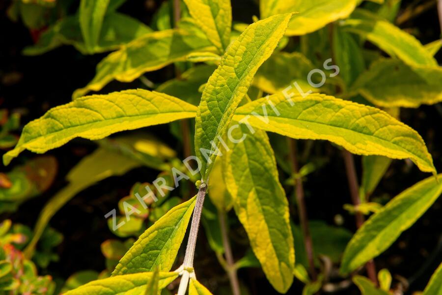 Motýlí keř, Komule Davidova 'Santana' - Buddleja davidii 'Santana'