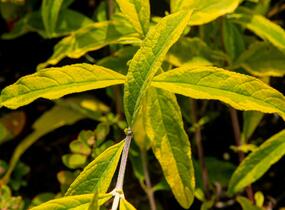 Motýlí keř, Komule Davidova 'Santana' - Buddleja davidii 'Santana'