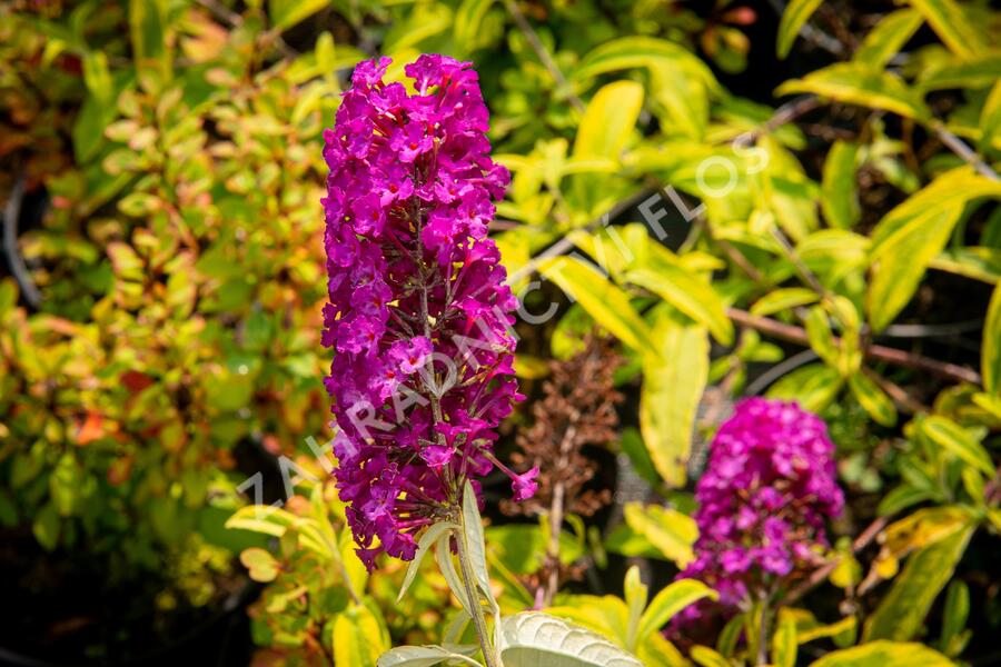 Motýlí keř, Komule Davidova 'Santana' - Buddleja davidii 'Santana'