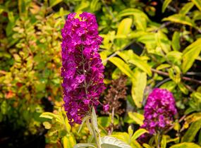 Motýlí keř, Komule Davidova 'Santana' - Buddleja davidii 'Santana'