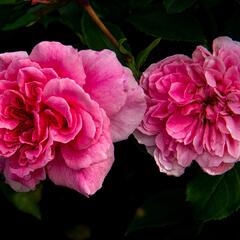 Růže mnohokvětá Kordes 'Friesia' - Rosa MK 'Friesia'