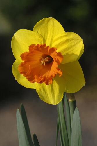 Narcis velkokorunný 'Mary Bohannon' - Narcissus Large Cupped 'Mary Bohannon'