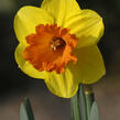 Narcis velkokorunný 'Mary Bohannon' - Narcissus Large Cupped 'Mary Bohannon'