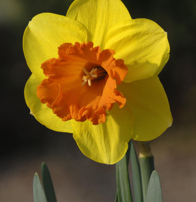 Narcis velkokorunný 'Mary Bohannon' - Narcissus Large Cupped 'Mary Bohannon'