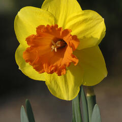 Narcis velkokorunný 'Mary Bohannon' - Narcissus Large Cupped 'Mary Bohannon'